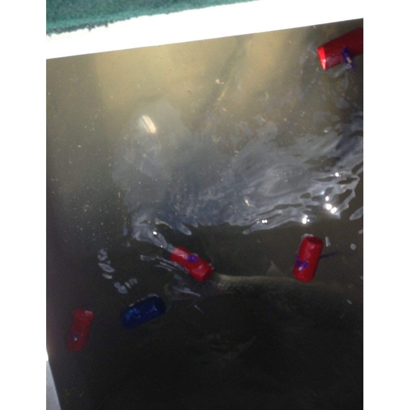 Fish Culling Tag System for Bass and Walleye - Boat