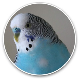 Vinyl Stickers (Set of 2) 15cm - Blue Budgie Bird Birds Laptop Tablet Luggage Scrapbook #14623