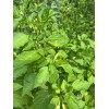 Sugar Rush Peach Pepper 15 seeds Spicy 🍑🌶Hot Rare -Non