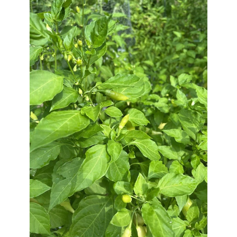 Sugar Rush Peach Pepper 15 seeds Spicy 🍑🌶Hot Rare -Non