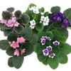 Novelty African Violet 4" with Ceramic Pot Best Blooming Plant