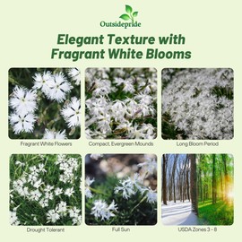 Outsidepride Arenarius White Dianthus Seeds for Planting - 2000 Pcs Easy to Grow & Hardy Perennial Flower Seeds with Colorful & Fragrant Blooms for Mixed Plantings, Containers & Pollinator Gardens