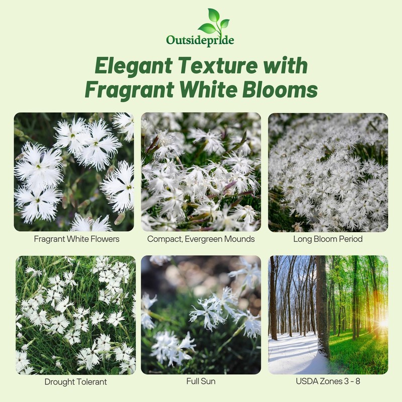 Outsidepride Arenarius White Dianthus Seeds for Planting - 2000 Pcs