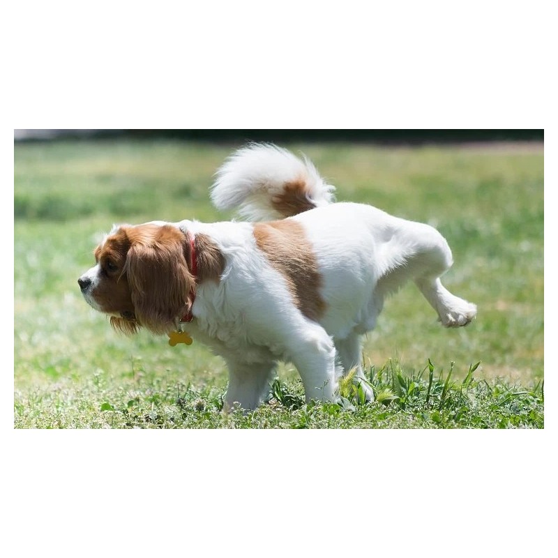 Pets Health Solution dog urinary health support - DOG URINARY