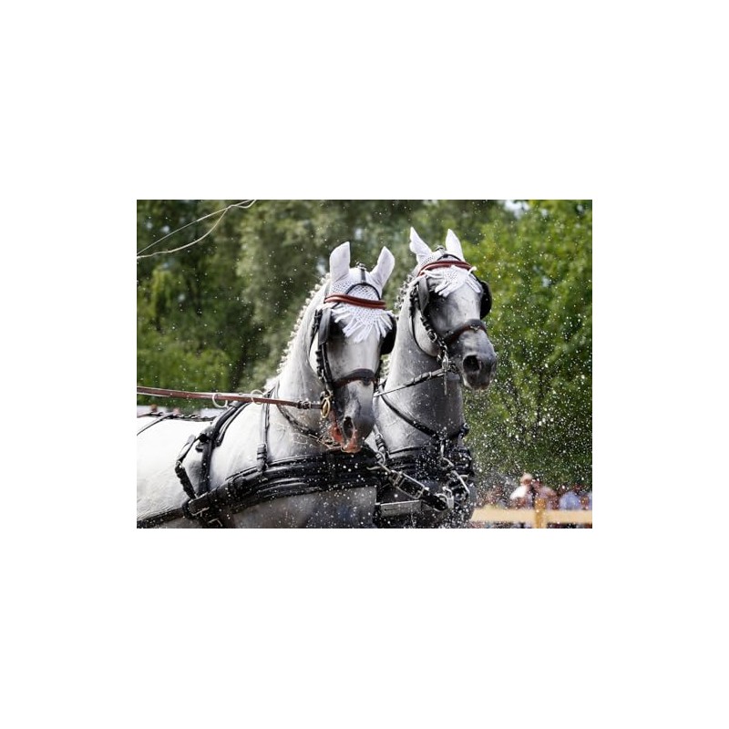 Post Bit Rod Fixed Side Panels Driving Horses Carriage