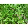 2 Packages of Egyptian Spinach (Rau Day/saluyot/ Molokhia/Jute Seeds) -