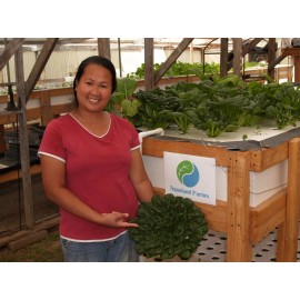 tatsoi Mustard Seeds 3500+ Tatsoi Asian Chinese Spinach NON-GMO US SELLER FREE SHIPPING