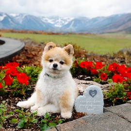 Pavilion Gift Company - Paw Prints - 6" Heart Cat Dog Garden Memorial Stone Pet Bereavement in Memory Memorial Loss of Loved One Gift Companion Present