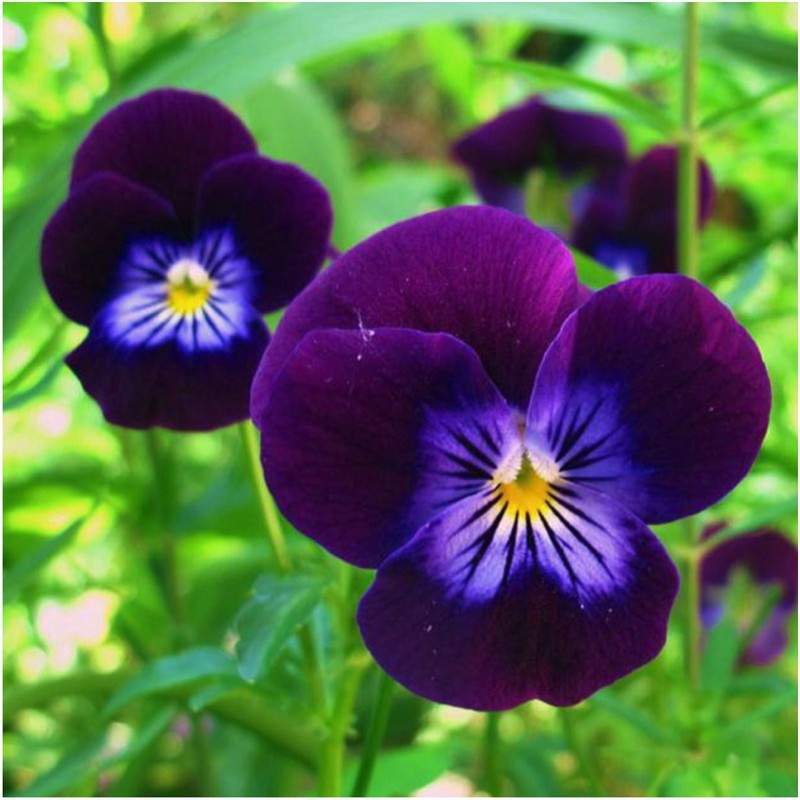 Seed Needs, King Henry Viola (Viola cornuta) Twin Pack of