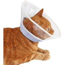 Elizabeth Color Cat Soft Clear Feather Color SL Stripe Blue