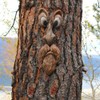 Romeeton Tree Hugger Resin Old Man Bark Ghost Face Funny