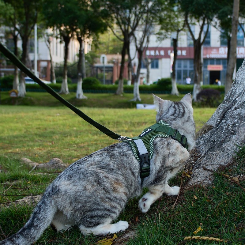 pangdi Cat Harness and Leash Escape Proof Medium Kitten Harness