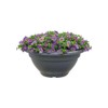 Elho torino bowl 30cm flowerpot - anthracite