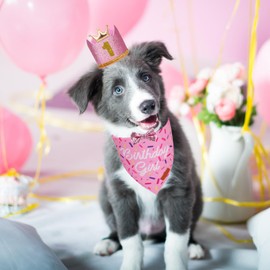 PTDECOR Dog Birthday Party Supplies, Multi Size Birthday Girl Bandana, Pink Crowns Hat Set for Small Pets (Small)