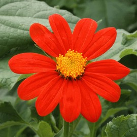 TomorrowSeeds - Mexican Sunflower Seeds - 100+ Count - for 2025 Planting Tithonia Rotundifolia Red Torch Golden Sunflower Huge Tall Daisy Xeriscape Annual Flower Grow Your Own Home Farm Patio Healthy