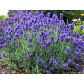 400+ Vera Lavender Seeds English Lavender Herb True Lavender Perennial Herb USA