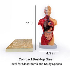 11-Inch Human Body Torso Model – 15 Removable Parts for Anatomy Study, Medical Education and Learning