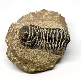 Crotalocephalus Trilobite Fossil Morocco 390 Million Years Old #15744 18o