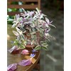 Pink Wandering Jew Plant Live 4 Inches Pot