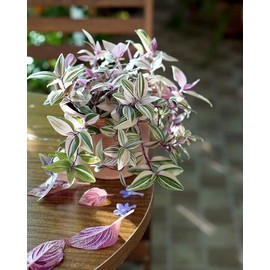 Pink Wandering Jew Plant Live 4 Inches Pot