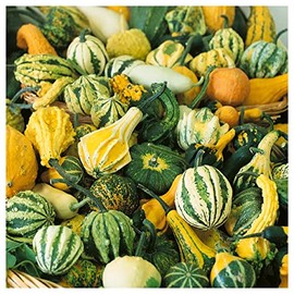Everwilde Farms - 1 Lb Small Mixed Gourd Seeds - Gold Vault