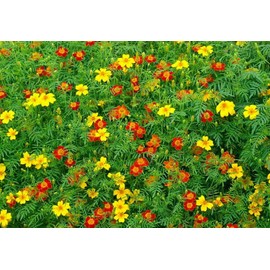 250 Signet Marigold Seeds ‘Starfire Mix’