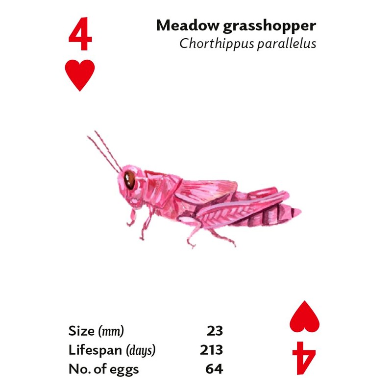 Brilliant Bugs: Playing Cards