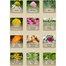 Natural Hope Herbals MORINGA MINT TEA - USDA Certified Organic Herbal Super Food Teas USA