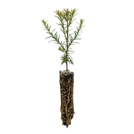 The Jonsteen Company Coast Redwood | Small Tree Seedling | The Jonsteen Company