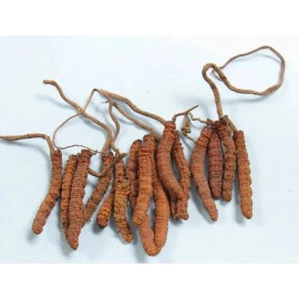 Pure 10 GM  PURE CORDYCEPS SINENSIS Unbeatable Price