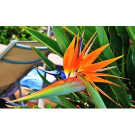 FUN AND GROW SEEDS: Seeds Bird of Paradise Crane Flower Strelitzia Perennial Flowers