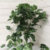 Ooki Green Pothos Plant Devil's Ivy Hanging Bush Home Wedding