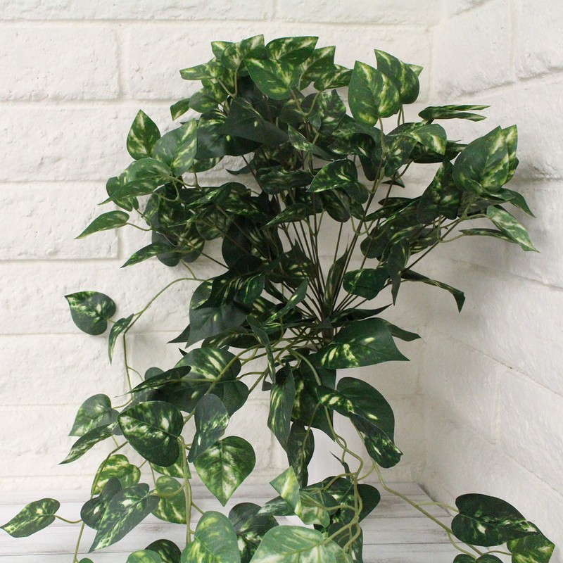 Ooki Green Pothos Plant Devil's Ivy Hanging Bush Home Wedding
