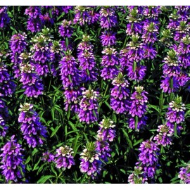 LEMON MINT * 150 SEEDS* MEDICINAL * HEALTHFUL *