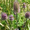 Outsidepride Teasel - 2000 Seeds