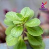 Alebrixes | Boldua Leaves Herbal Tea (4oz)| Premium Quality Whole