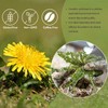 Organic Dandelion Loose Leaf Root Tea, Diente de Leon Hierba