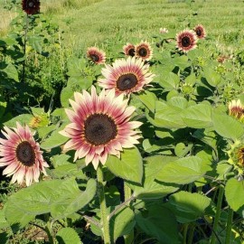 Sunflower 25 Cherry Rose Sunflower Seeds