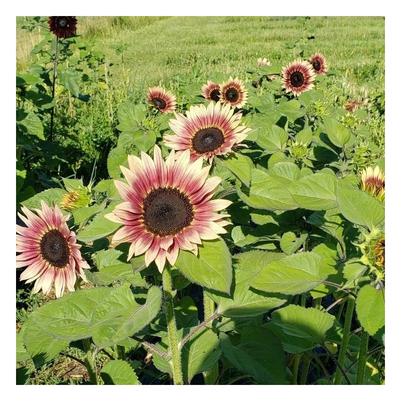 Sunflower 25 Cherry Rose Sunflower Seeds