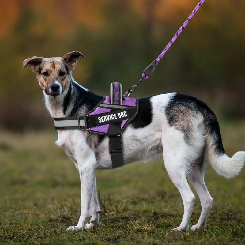 Service Dog Vest Harness and Leash Set, Animire in Training