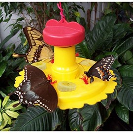 Butterfly Feeder