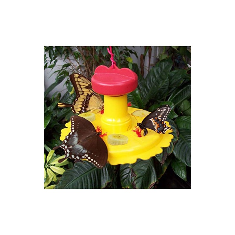 Butterfly Feeder