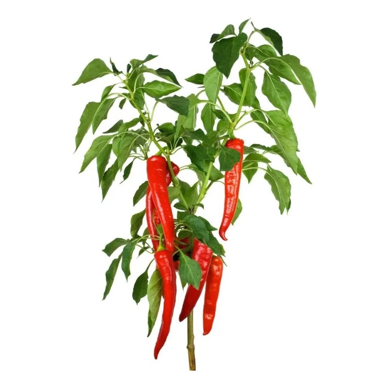 30 Semillas Chile Cayenne Pimienta Roja Nuevas Autenticas