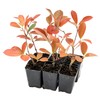 6 Red Tip Photinia, Photinia x Fraseri, Thriving in Extra