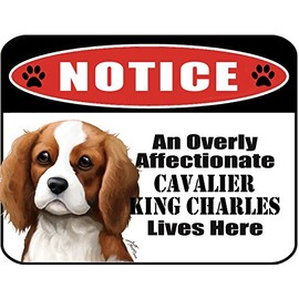 PCSCP Notice an Overly Affectionate Cavalier King Charles Lives Here 9 inch x 11.5 inch Laminated Dog Sign