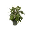 Elho Green Basics 11 Growpot, Indoors and Outdoors