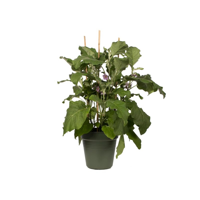 Elho Green Basics 11 Growpot, Indoors and Outdoors