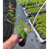 Peggy Martin Climbing Rose - Live Plant - (1 QT)