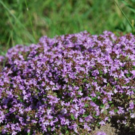 Outsidepride Mother of Creeping Thyme Ground Cover Plant Flower Seeds - 5000 Seeds