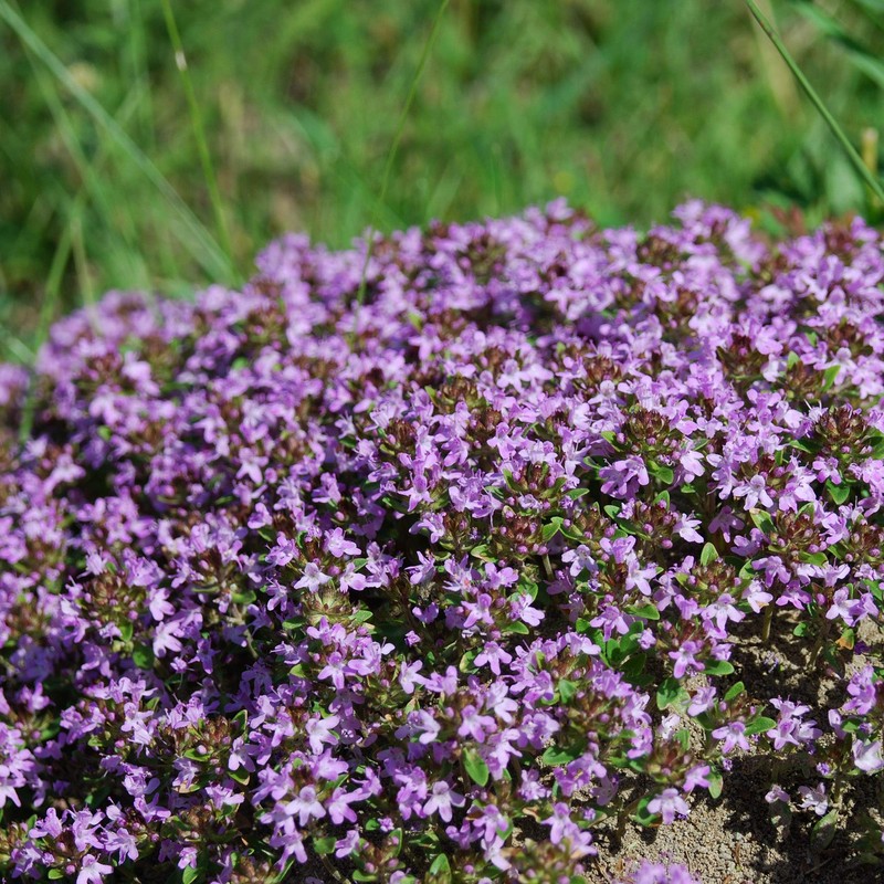 Outsidepride Mother of Creeping Thyme Ground Cover Plant Flower Seeds